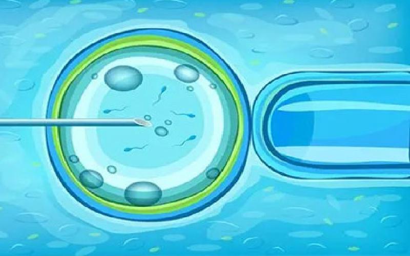 试管移植小番茄代生